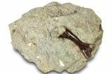 Cretaceous Fossil Turtle Bone in Rock - Judith River Formation #313411-1